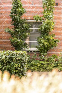 Amsterdam, Hollanda - 10 Nisan 2021: Yan taraflarında sarmaşıklar büyüyen tuğla bir bina ve arka planda bahçeye benzeyen açık bir pencere