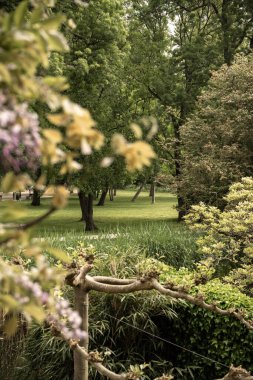 Önünde ağaçlar ve çiçekler olan bir park, devrilmiş eski bir ağaç dalının arkasından alındı.