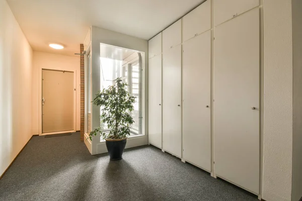 Uma Planta Canto Uma Sala Vazia Com Paredes Brancas Portas — Fotografia de Stock
