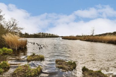 Nehirde yüzen ördekler ve kıyıda büyüyen bitkiler, beyaz bulutlarla dolu mavi bir gökyüzünün altında.