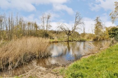 Bir sonbahar günü çekilen arka planda mavi gökyüzü olan uzun çimenler ve ölü ağaçlarla çevrili küçük bir nehir.