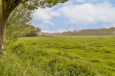 Ağaçların ve çimenlerin olduğu çimenli bir tarla, açık mavi bir gökyüzü gününden alınmıştır.