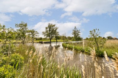 biraz su ve bitkiler bir su kütlesinin ortasında, her iki tarafında ağaçlar, yukarıda mavi gökyüzü