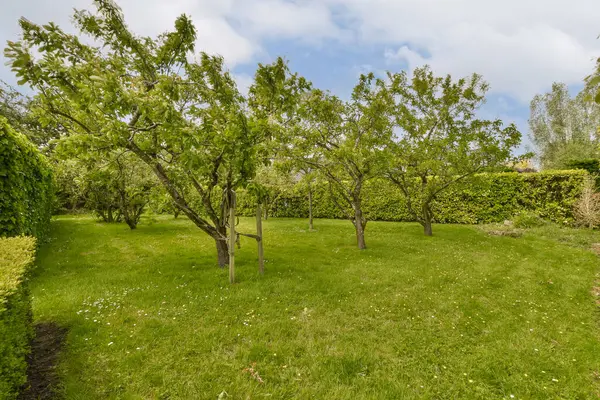 an apple orchard in the garden with blue sky and white clouds above it, taken on a sunny spring day