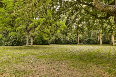sadece bu alanda ticari kullanım için ön planda ağaçlar ve çimenler bulunan boş bir çimenlik alan