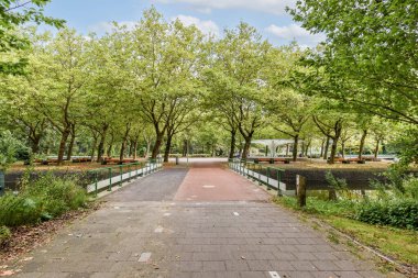 Parkta canlı ağaçlarla kaplı sakin bir patika. Bu sahne doğanın özünü yakalar güzellik ve sükunet huzur ve rahatlamaya davet eder..