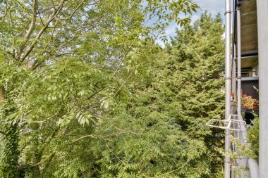 Yemyeşil ağaçların ve bitki örtüsünün canlı bir görüntüsü kentsel mimari elementlere karşı tezat oluşturuyor, doğa ile şehir yaşamını birbirine karıştırıyor..