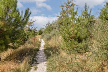 Canlı yeşil ağaçlar ve yapraklar arasında gezinen sakin bir patika parlak bir gökyüzü altında doğal bir ortamda keşfi davet eder..