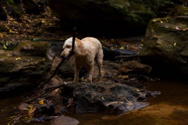 A small curly-haired dog stands on a rock in a creek, holding a large stick in its mouth. The forest surroundings and the rocky terrain add to the adventurous and playful scene. clipart