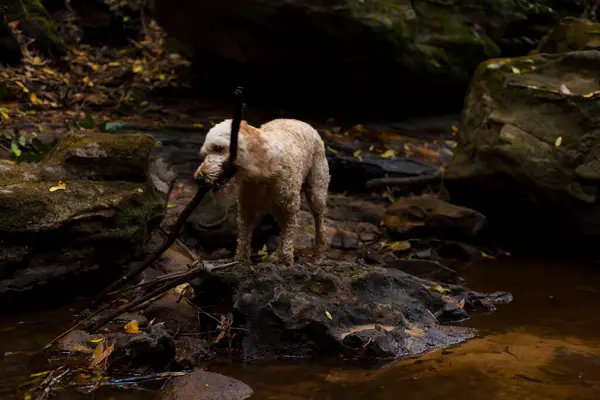 stock image A small curly-haired dog stands on a rock in a creek, holding a large stick in its mouth. The forest surroundings and the rocky terrain add to the adventurous and playful scene.