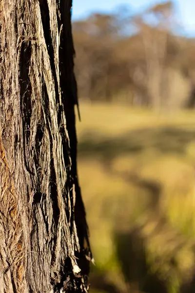 stock image A detailed close-up of rough, textured Ironbark tree bark illuminated by warm sunlight. The background fades into a soft blur, emphasizing the natural texture and earthy tones of the bark.