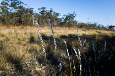 Slender wildflowers with white blossoms rise from the dry ground in an open, sunlit Australian bushland. The background features a grassy field and a distant line of eucalyptus trees under a clear blue sky clipart