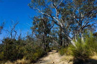 Kuru, kayalık bir patika, açık mavi gökyüzünün altındaki yüksek okaliptüs ağaçlarıyla çevrili bir Avustralya çalılığı boyunca esiyor. Yerli çalılar ve kuru otlar da dahil olmak üzere seyrek bitki örtüsü yolu çiziyor.