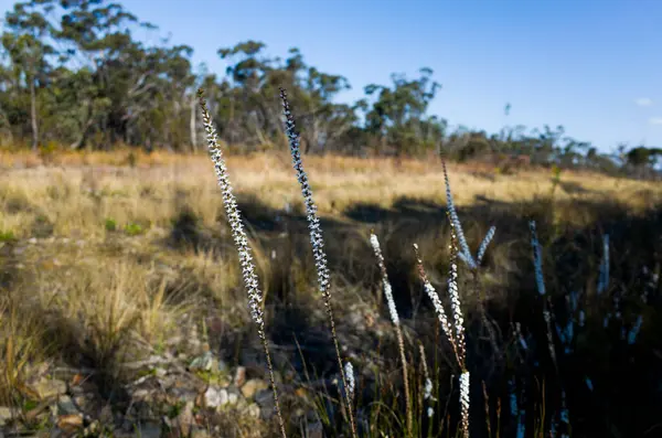 stock image Slender wildflowers with white blossoms rise from the dry ground in an open, sunlit Australian bushland. The background features a grassy field and a distant line of eucalyptus trees under a clear blue sky