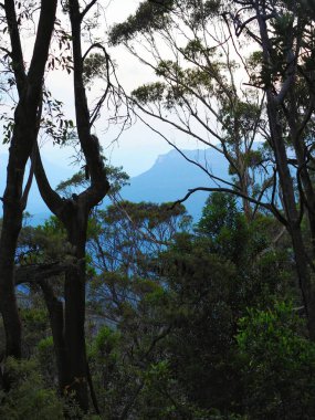 Dense forest trees frame a distant blue mountain under a pale sky, creating a serene, natural landscape in a lush, tranquil setting. clipart