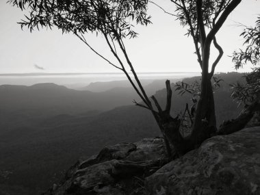 A black and white image of silhouetted tree branches framing vast forested valleys and ridges under a soft, fading sunset sky in Australias Blue Mountains clipart