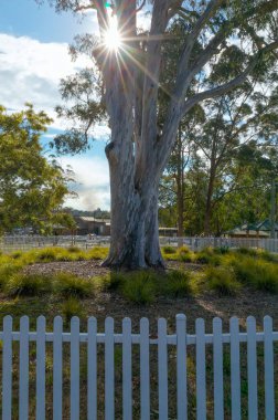 A large eucalyptus tree in a park with sunlight streaming through its branches, creating a sunburst effect. The tree is surrounded by a white picket fence, native vegetation, and other trees. A serene park environment with a glimpse of distant buildi clipart