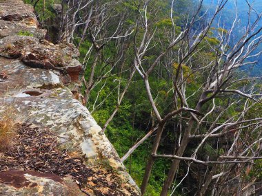 A rugged cliff edge with scattered leaves and bare trees, overlooking the dense greenery of the Blue Mountains forest below under a cloudy sky clipart