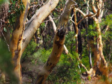 Smooth, peeling bark of pale gum trees catches sunlight, set against a backdrop of dense green foliage in a tranquil Australian bush setting clipart