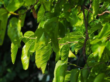 Güneş ışığıyla aydınlatılan bir ağaç dalındaki canlı yeşil yaprakların yakın çekimi, yumuşak gölgeler ve doğal dokuyu ve rengi vurgulayan koyu bir arka plan.
