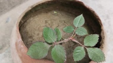 Kil saksısında yetişen gül bitkisini kesmek. Çiçek tarlasında yeni gül yaprakları, makroyu kapatır..