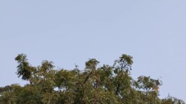High angle view of neem tree. Upper Neem tree, top part of Neem tree leaves and wind