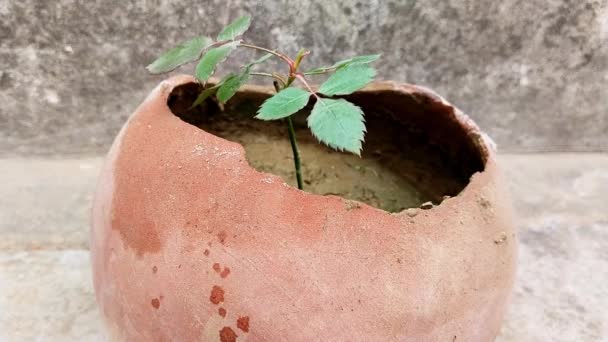 Cortar Planta Rosa Que Crece Olla Pequeña Planta Rosa Nueva — Vídeo de stock