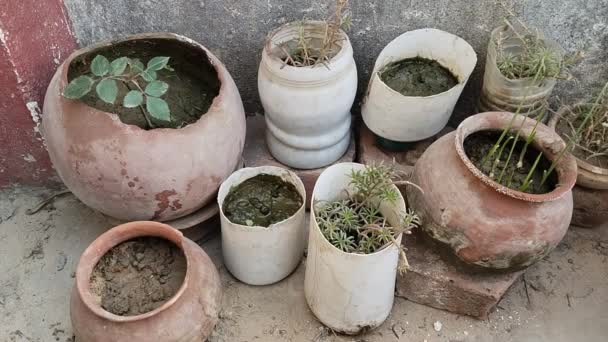 Многие Виды Садовых Горшков Открытом Воздухе Индии Идея Повторного Использования — стоковое видео