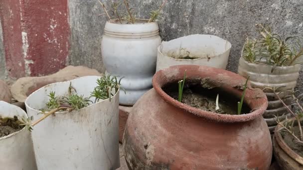 Small White Pot Lot Different Pots Clay Vases Many Types — Vídeo de Stock