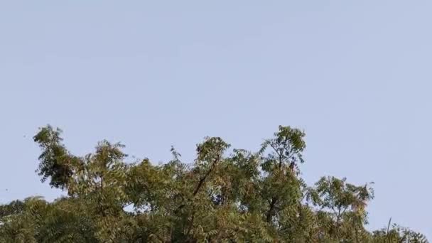 ニームの葉の木の高い角度のビュー 青い空の上に凧をかけたニームの葉の木の上部 — ストック動画