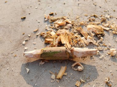 new Gilli danda making and his peel.