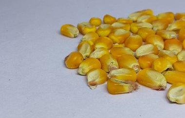 Yellow grain corn isolated on white background, for popcorn. copy space 