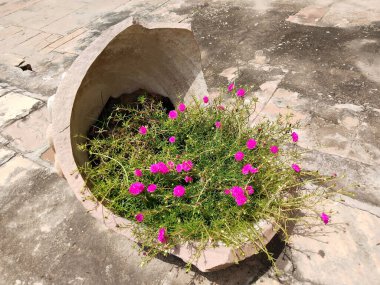 Pembe Portekiz çiçek bitkisi kırık büyük bir taş kazanda büyüyor.