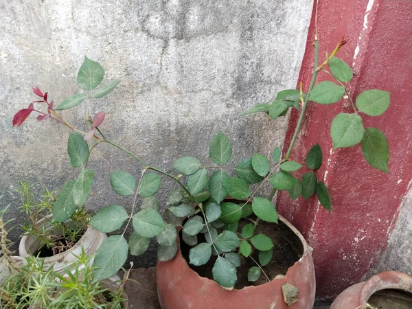 粘土鍋に花のない新しいバラ植物 — ストック写真