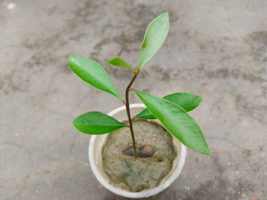 Damla sulandırmalı Java Erik Fabrikası - Evde Ağaç Yetiştirme Süreci İçin Drip Sulama Yüklendi. öğütücü bardakta siyah erik fideleri 