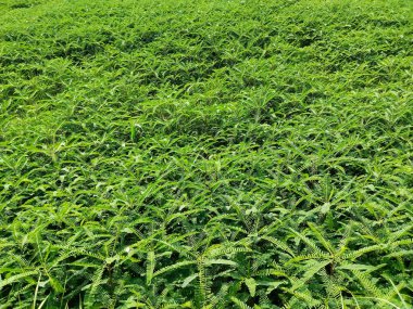 Sesbania bispinosa, Sesbania aculeata Pers olarak da bilinen, Sesbania cinsinde küçük bir ağaçtır. Dhaincha genellikle Hindistan 'da yeşil gübre mahsulü olarak yetiştirilir. Beslenme ve toprak gelişimi