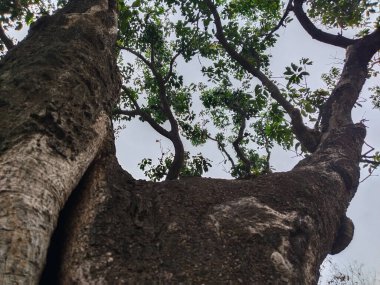 Aşağıdan ağacın tepesine doğru. düşük açılı ağaç görünümü