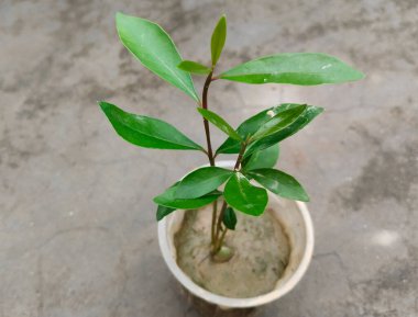 Damla sulandırmalı Java Erik Fabrikası - Evde Ağaç Yetiştirme Süreci İçin Drip Sulama Yüklendi. öğütücü bardakta siyah erik fideleri 