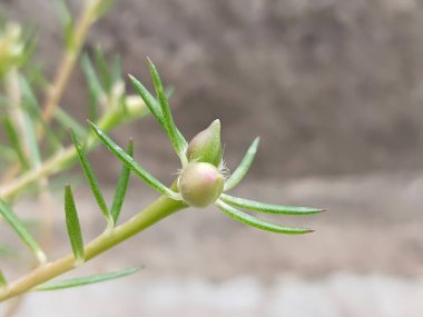 Çiçek açmış güzel, pembe Portekiz görkemli çiçekleri. Adı Moss Rose, Hint masası, saat 9 'da çiçek, saat 10' da güneş doğdu. Çiçek açarlar yaz mevsimindedirler ve bol güneş ışığında, çiçek açarlar.