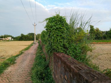 Ivy, Kızılderili köyünün yanındaki tuğla duvarda. Hindistan 'da tuğla yolları. kırsal kavram