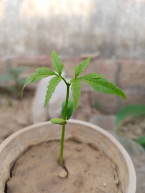 Neem 'in küçük tohumları plastik bir şişenin içinde büyüyor.. 