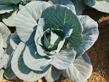 Sebze bahçesinde büyüyen karnabahar. Büyük lahana tarlasının arka planı. Çiftlikte ya da serada olgunlaşmış hasat.