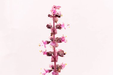 Beyaz arka planda izole edilmiş kutsal bir fesleğen çiçeğine yaklaş. Mesajınızı bırakın. Boşluğu kopyala