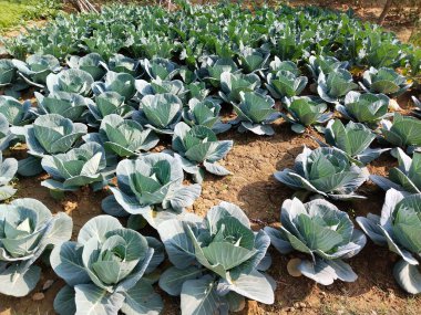 Sebze bahçesinde büyüyen karnabahar. Büyük lahana tarlasının arka planı. Çiftlikte ya da serada olgunlaşmış hasat.