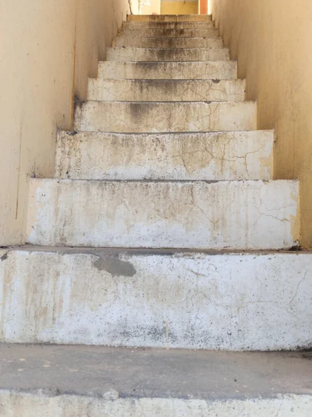 Yeni hayat konsepti. Yeni bitki ya da Mirabilis Jalapa, büyüyor