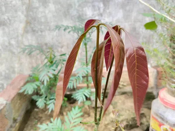 Vasta Kasvanut Mango Kasvien Siemeniä Ruskea Lehti Uuden Taimi Mango — kuvapankkivalokuva