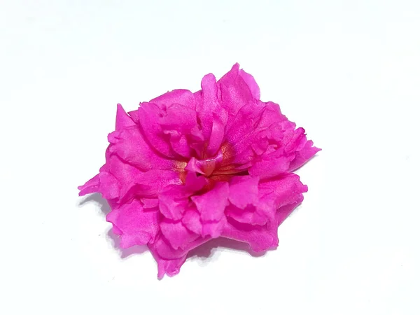 Портулака Рожева Квітка Або Квітка Моху Ізольовані Білому Тлі — стокове фото