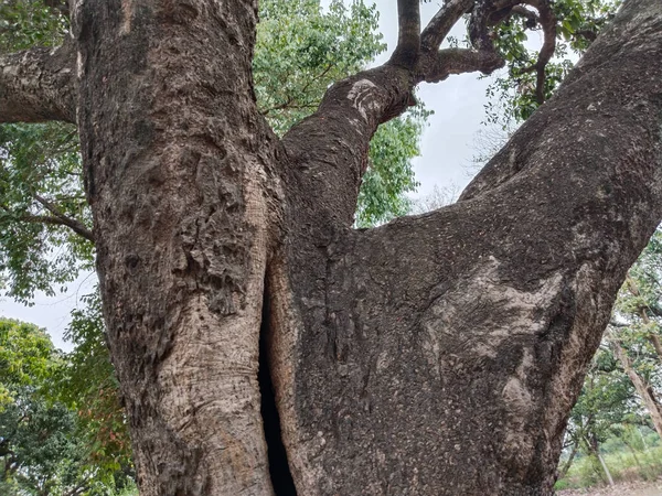 아래에서 샷까지 나무의 — 스톡 사진