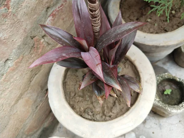 New Life Concept New Plant Mirabilis Jalapa Growing — Stock Photo, Image