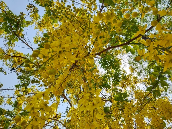 Erstaunlicher Cassia Fistelbaum Mit Gelbem Blütenstrauß Diese Pflanze Ist Nationalblume — Stockfoto